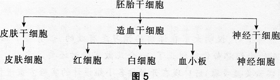 神经干细胞分化成神经细胞的过程可逆 c.造血干细胞